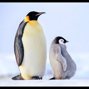 Meet your Posher, Davene